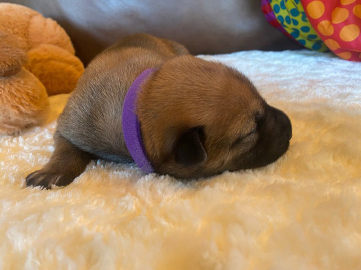 chinook puppy